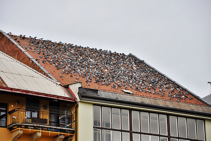 A2B Pest Control are able to install spikes to deter birds from roofs in Rugeley. 