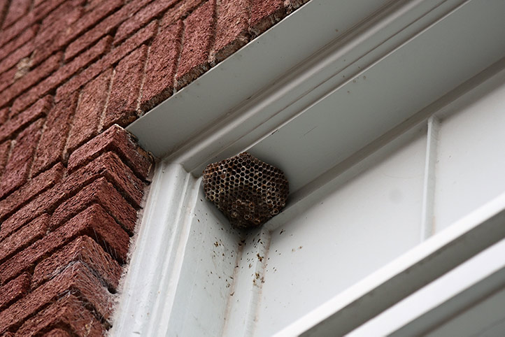 We provide a wasp nest removal service for domestic and commercial properties in Rugeley.